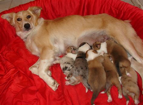 Scotch Collie puppies - Old-Time Scotch Collie Association