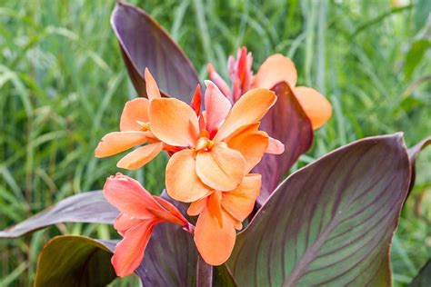 Canna Lily Plant Care And Growing Guide