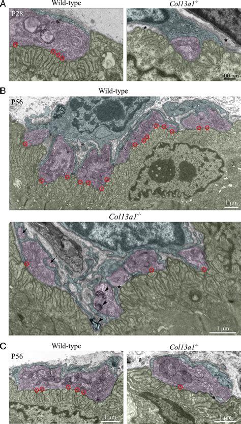 Figure 4 From Muscle Derived Collagen XIII Regulates Maturation Of The