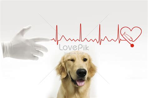 Paws & claws pet vet creative image_picture free download 500909637 ...