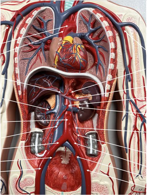 Lab Blood Vessels Diagram Quizlet