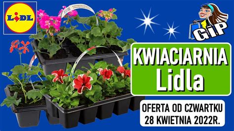 Lidl Oferta Od Czwartku Kwiaciarnia Lidla Youtube