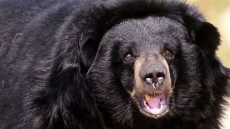 Two killed, one injured in bear attack in Andhra Pradesh | India News ...