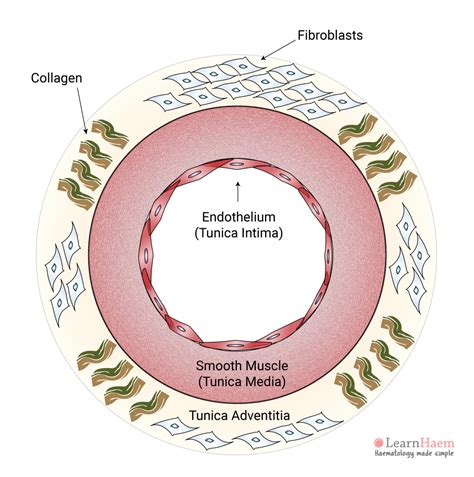 Blood Vessel Structure Learnhaem Haematology Made Simple