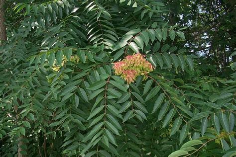 Tree of Heaven - Ailanthus excelsa