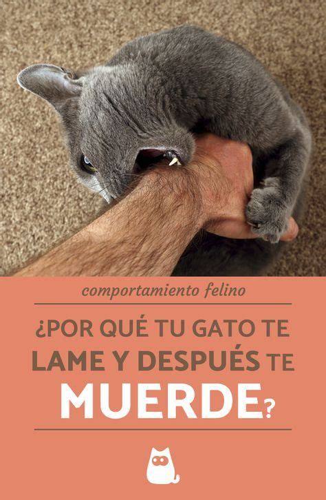 ¿por Qué Mi Gato Me Lame Y Después Me Muerde Pulgas Gatos Educar