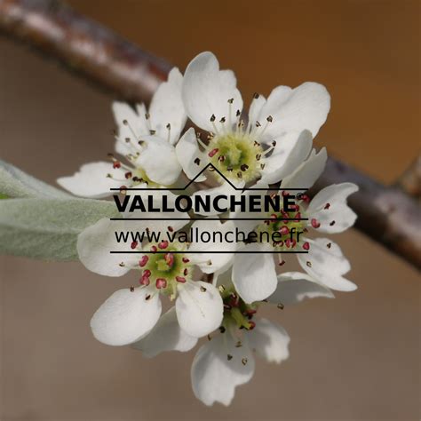 PYRUS salicifolia 'Pendula' - willow-leaved pear