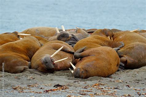 Walrus Fight On The Sand Beach Detail Portrait Of Walrus With Big