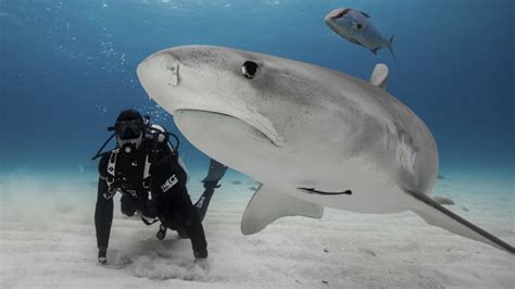 5 Expert Tips for Surviving a Shark Attack | Mental Floss