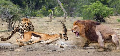 Que Mangent Les Lions Tanière Du Lion