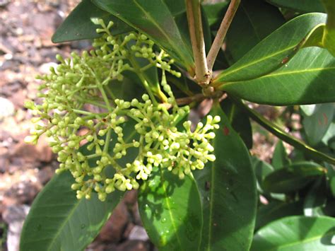 Syzygium Mimicum Myrtaceae Image At Phytoimages Siu Edu