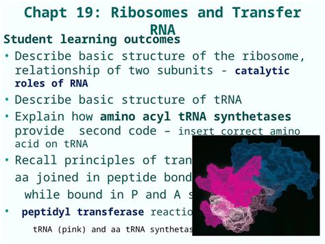 Ppt Chapt Ribosomes And Transfer Rna Student Learning Outcomes