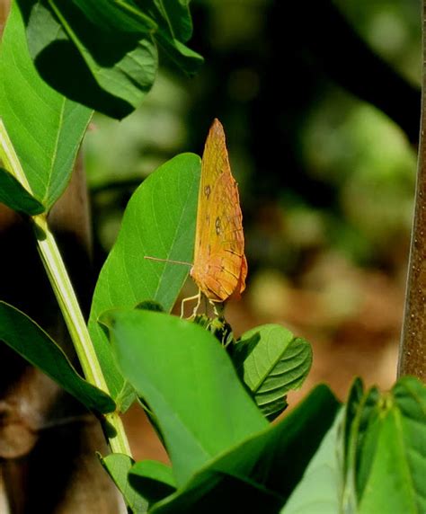 Orange Barred Sulphur Project Noah