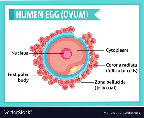 Human Egg Or Ovum Structure For Health Education Vector Image