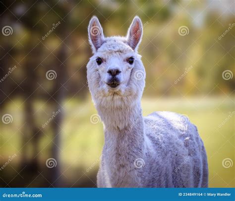 Alpaca Domesticated Species Of The South American Camelid Stock Photo