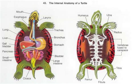 Turtle Anatomy Explained: A Comprehensive Guide to Understanding ...