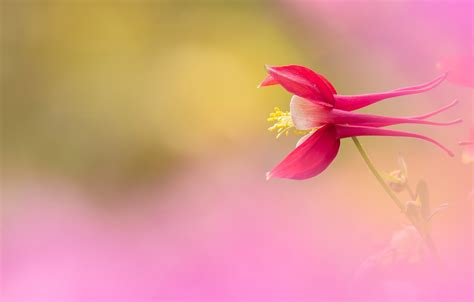 Wallpaper Flower Red Pink Background Bokeh The Catchment Aquilegia