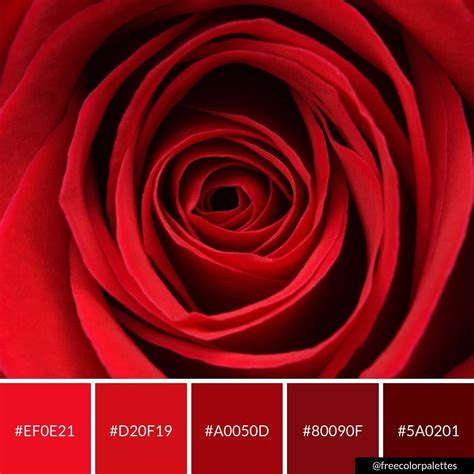 What Color Is Rose Red