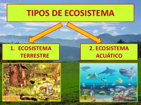 Cuadros comparativos entre ecosistemas terrestres y acuáticos Cuadro