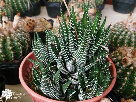 Haworthia Zebra Plant Big Band Tse The Succulent Eclectic