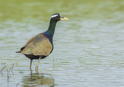 Bronze Winged Jacana Bronze Winged Jacana Rejaul Karim Flickr