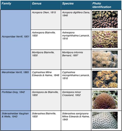 New coral species -Gulf of Mannar Region (Arulananthan et al., 2021 ...