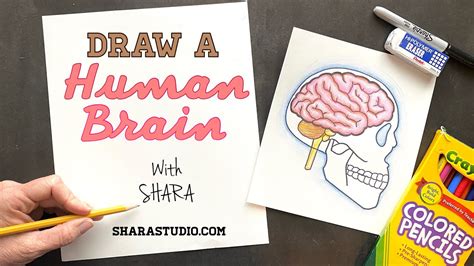 How To Draw A Human Brain Youtube