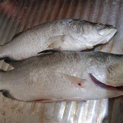 Jual Ikan Kakap Putih Dijamin Segar 1kg Isi 1 4 Ekorbersih Di