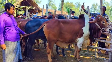 আজ ১ ডিসেম্বর কুমিল্লার খামারী কেমন দামে মাংসের ওজন সহ বড় বড় খামার ২৬টি ষাঁড় গরু কিনলেন