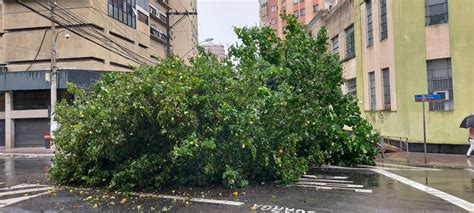 A Gazeta Chuva derruba árvore e interdita rua no Centro de Vitória