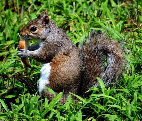 Free photo "Animal"