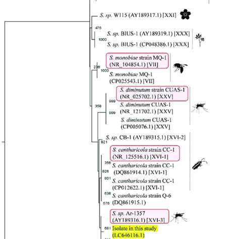 The Sex Determination Cascade In Drosophila Melanogaster Pesxl Download Scientific Diagram