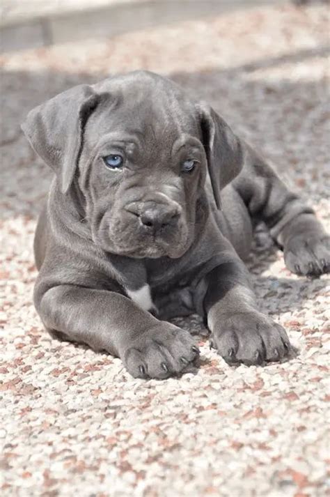 how much is a cane corso/pitbull cane corso mix puppies for sale