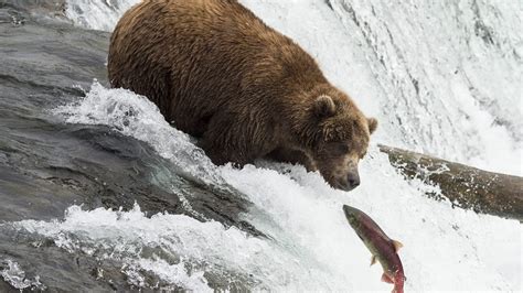 Katmai National Parks Brown Bears Are Busy Bulking Up For Fat Bear