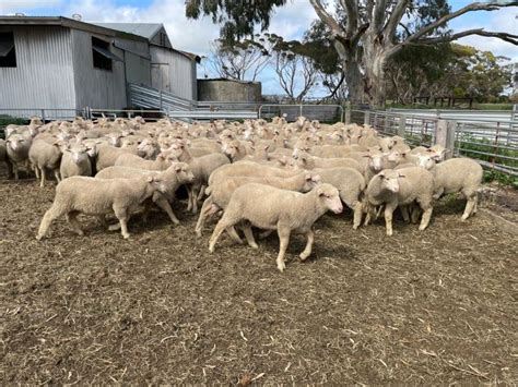 Lot 515 840 Mixed Sex Store Lambs AuctionsPlus