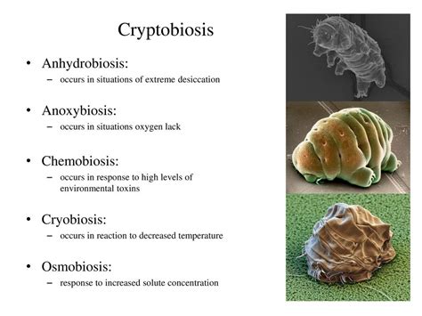 CRYPTOBIOSIS