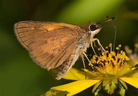 broad winged skipper alabama butterfly atlas