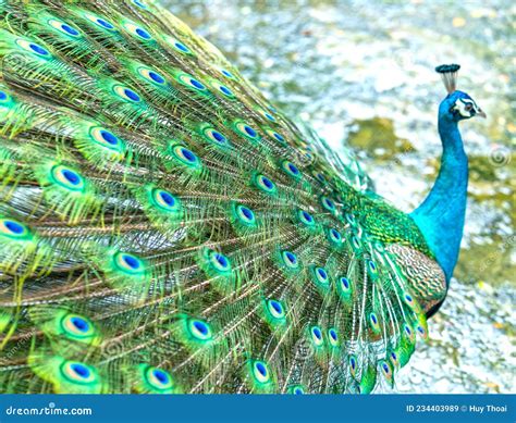 Close Up Of A Elegant Indian Male Peacock Bird Displaying Stock Image