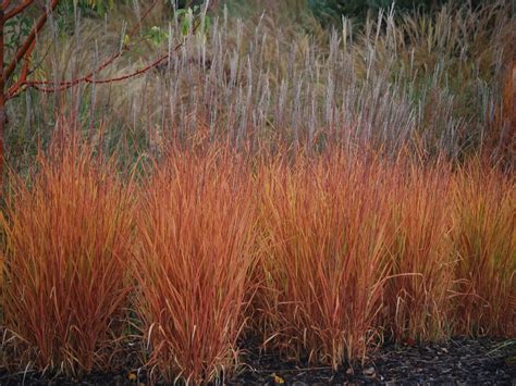 Miscanthus Sinensis Purpurascens Autumn Red Flame Grass Dmf Gardens