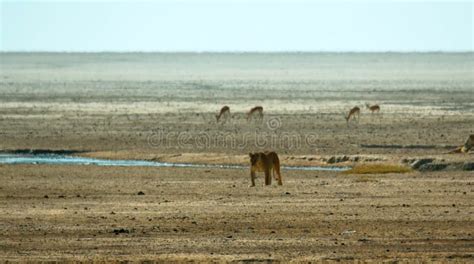 Beautiful Animals in Africa. Stock Image - Image of mammals, animals ...