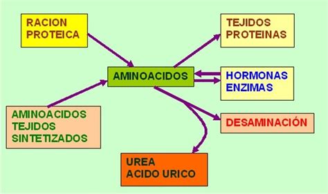 Digestión y metabolismo de carbohidratos lípidos y proteínas Diagrama