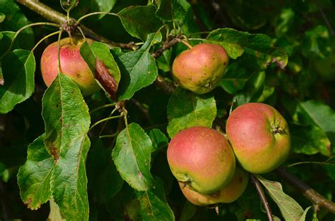 Apfel Apfelbaum Äpfel Kostenloses Foto auf Pixabay