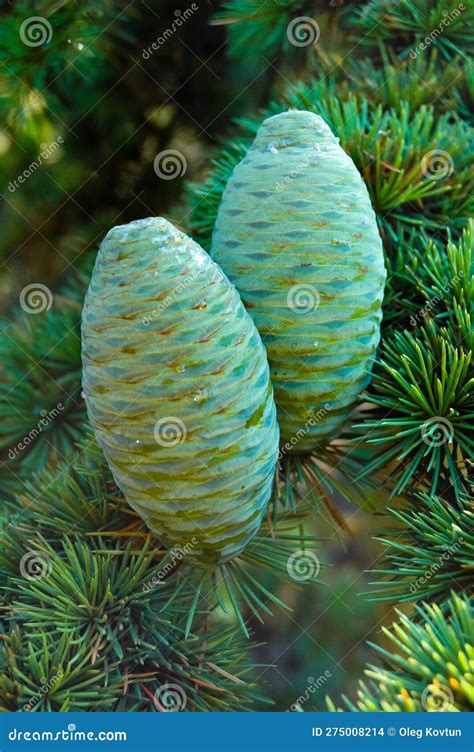 A Cone Of Lebanese Cedar Cedrus Libani On A Background Of Green