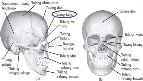 Bentuk Bentuk Tulang Pada Manusia