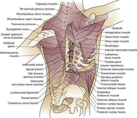 Chest Wall Anatomy - Anatomy Reading Source