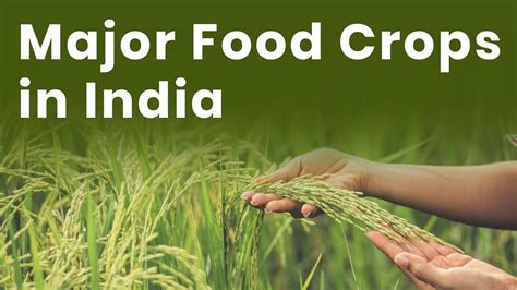 Major Food Crops In India Types Of Food Crops Different Types Of