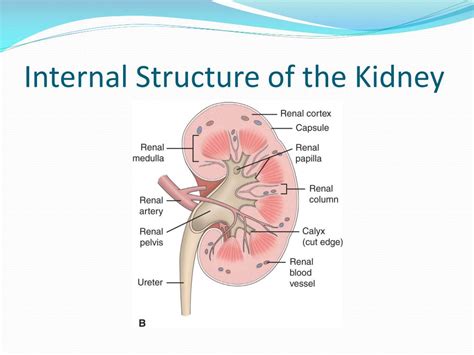 Ppt Assessment Of The Renal And Urinary Tract Function Powerpoint