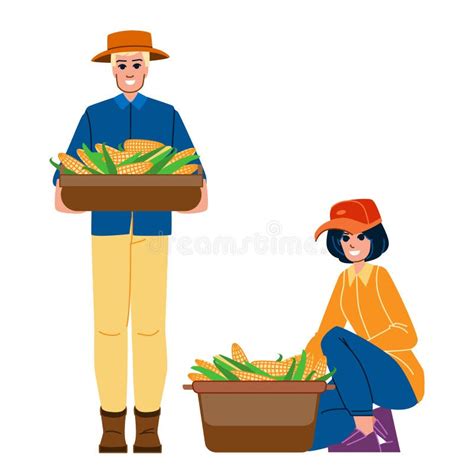 Harvesting corn vector stock vector. Illustration of farming - 274417155