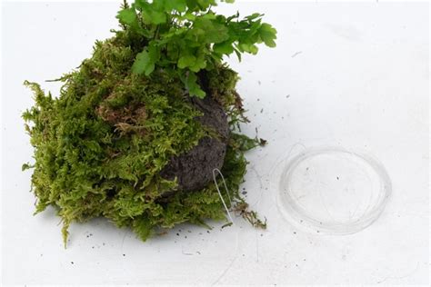 How to Make Kokedama (Japanese Moss Balls) - Otherwise Amazing