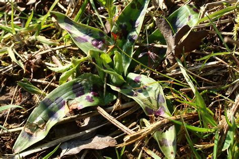 Hooky Natural History: Orchid Leaves